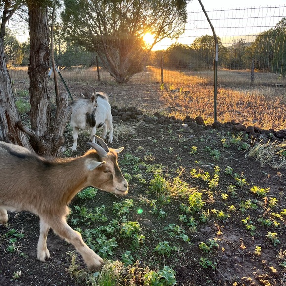 Meet your Posher, Sara - Picture 6 of 8